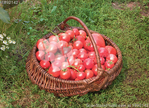 Image of Basket filled with tomatoes