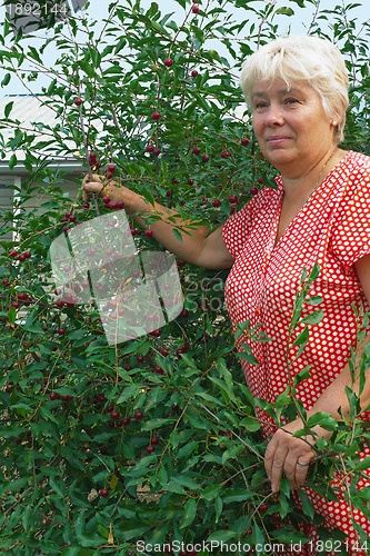 Image of Woman collects berries