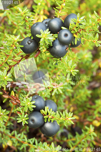 Image of Crowberry (Empetrum)