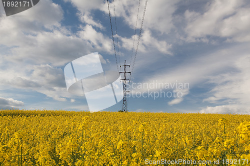 Image of The rapeseed field