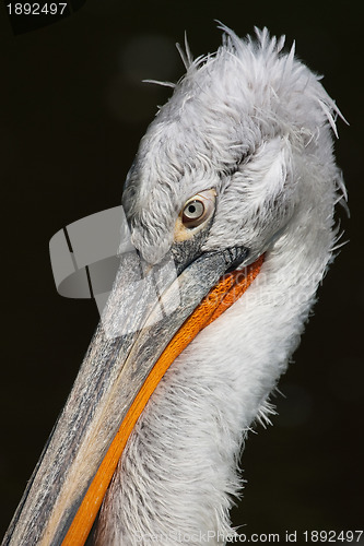 Image of Pelican