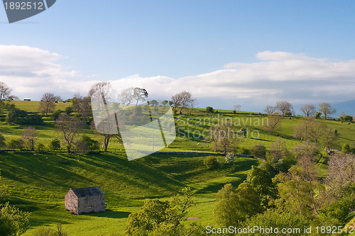 Image of On the pasture