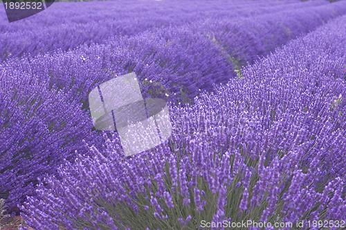 Image of Lavender field