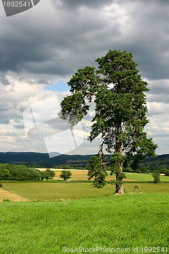 Image of Lonely tree