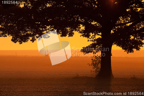 Image of In the mist