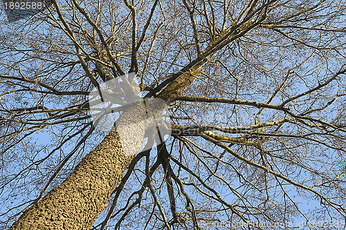 Image of Winter tree, view from below