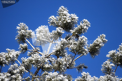 Image of Pine-tree in winter