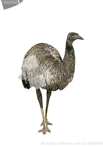 Image of Ostrich