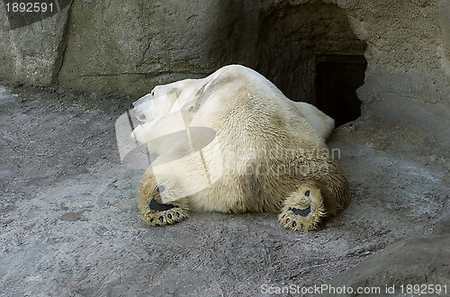 Image of Polar bear