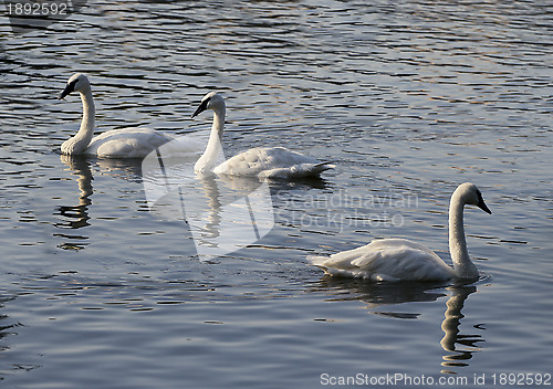 Image of Three swans