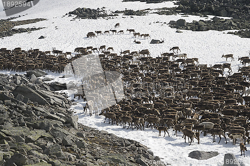 Image of Herd of reindeers