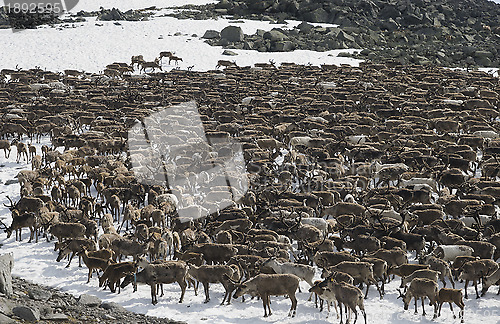 Image of Herd of reindeers