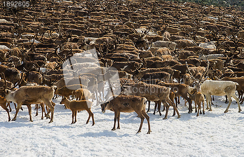 Image of Herd of reindeers