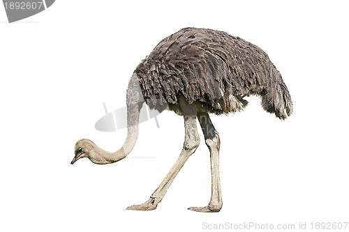 Image of Ostrich