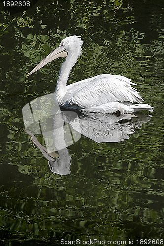 Image of Swimming pelican