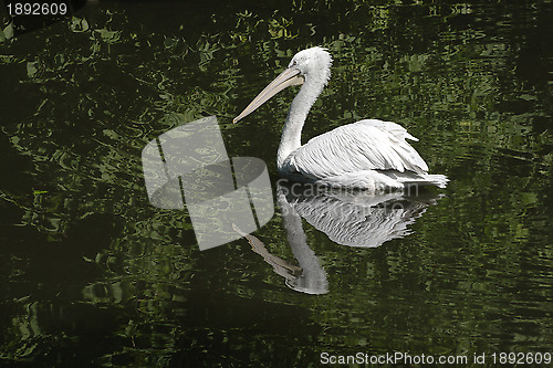 Image of Swimming pelican