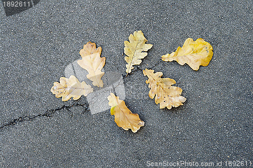 Image of Oak leaves on asphalt