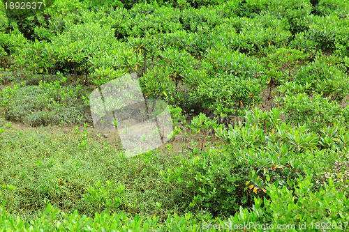 Image of Red Mangroves