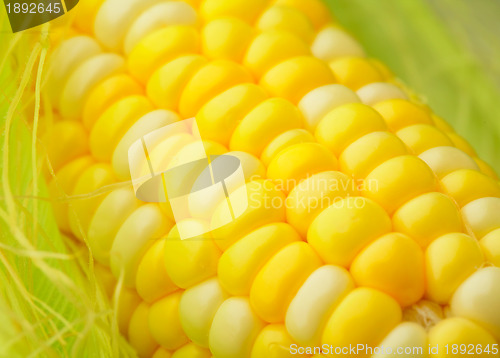Image of corn cob
