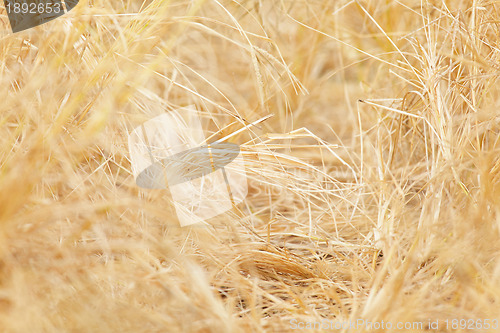 Image of hay background