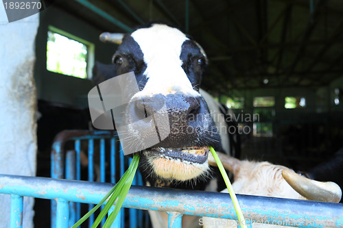 Image of cow at farm