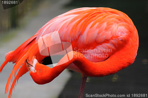 Image of flamingo