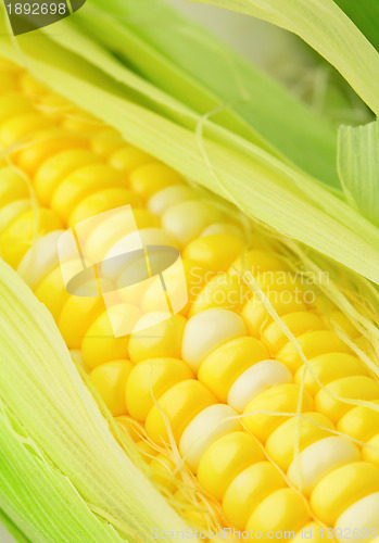 Image of corn cob