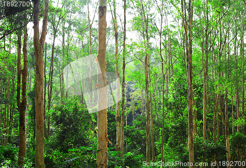 Image of forest with sunlight