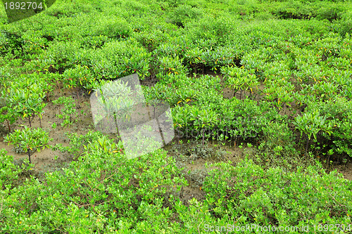 Image of Red Mangroves