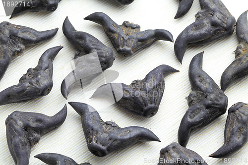 Image of Horn Shaped Water Caltrop