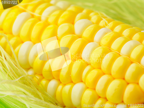 Image of corn cob