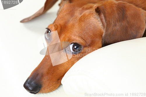 Image of dachshund dog on sofa