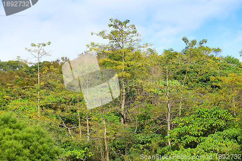 Image of forest Landscape