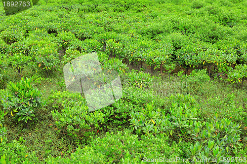 Image of Red Mangroves