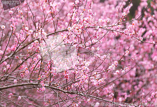 Image of plum flower blossom