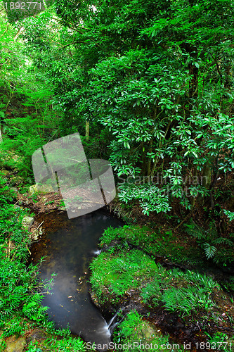 Image of Tropical forest