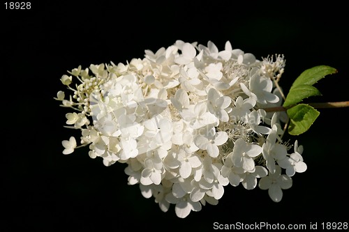 Image of Hydrangea