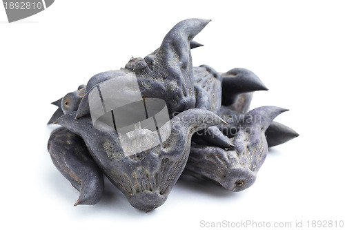 Image of Horn Shaped Water Caltrop