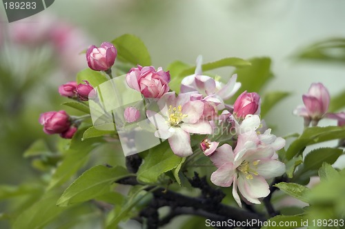 Image of Apple flower