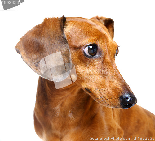 Image of Dachshund Dog