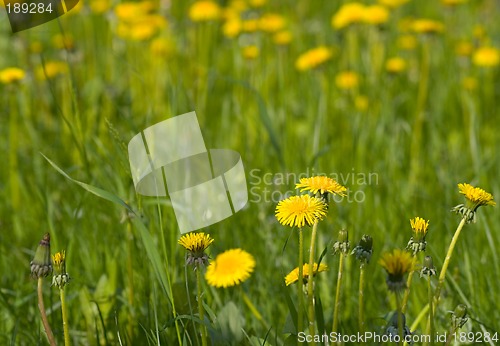 Image of Dandelions