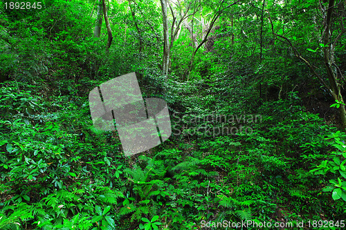 Image of forest