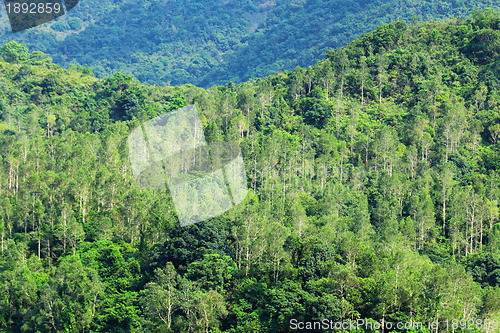 Image of forest view