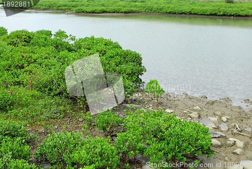 Image of Red Mangroves