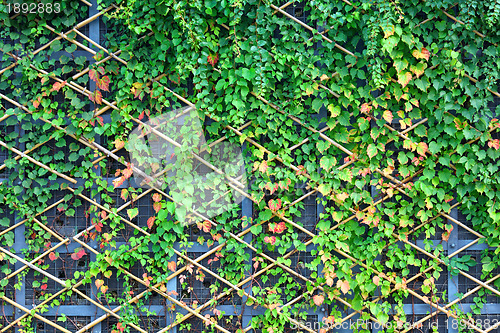 Image of wall and green plants