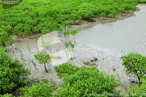 Image of Red Mangroves