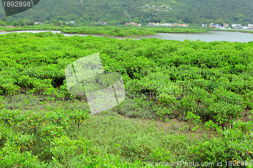 Image of Red Mangroves