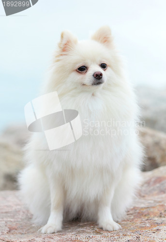 Image of white pomeranian dog