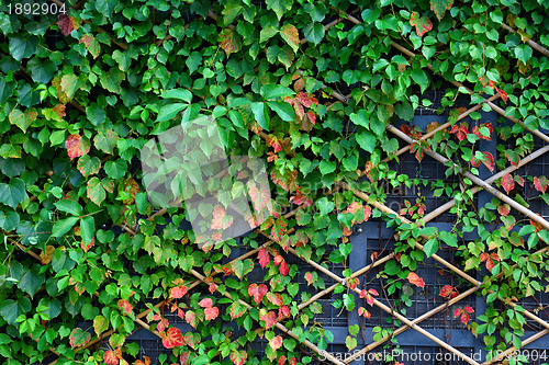 Image of wall and green plants