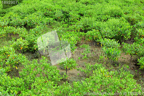 Image of Red Mangroves